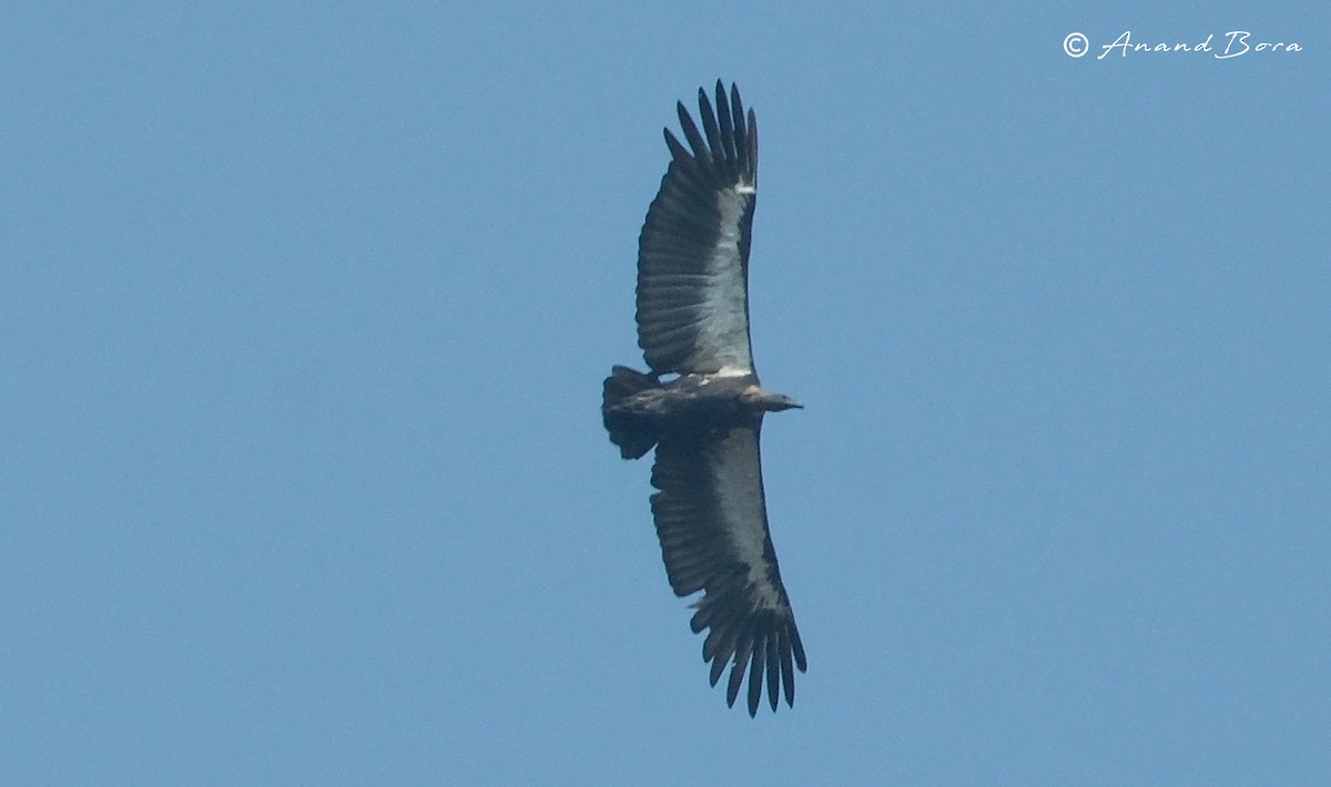 Indian Vulture - ML619387928
