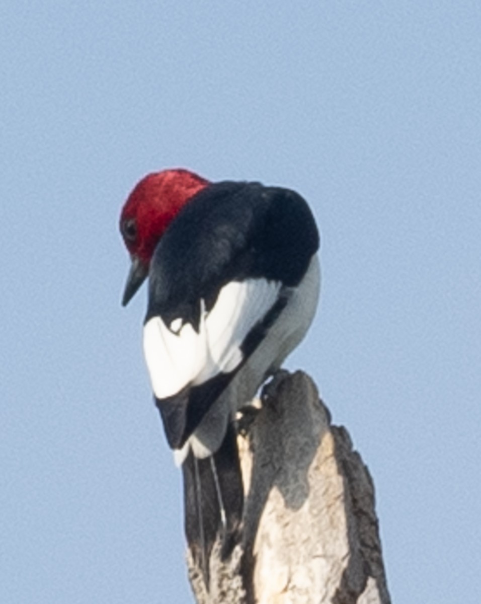 Red-headed Woodpecker - ML619387935