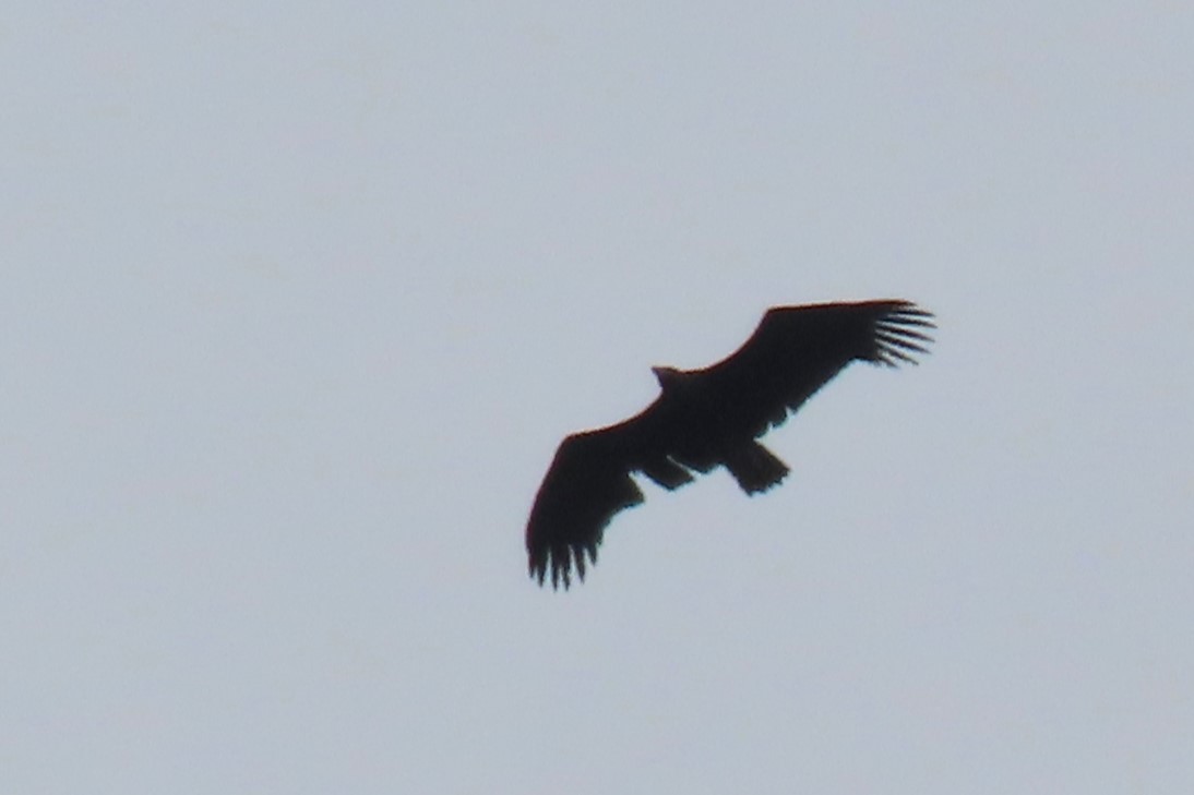 Cinereous Vulture - ML619387938