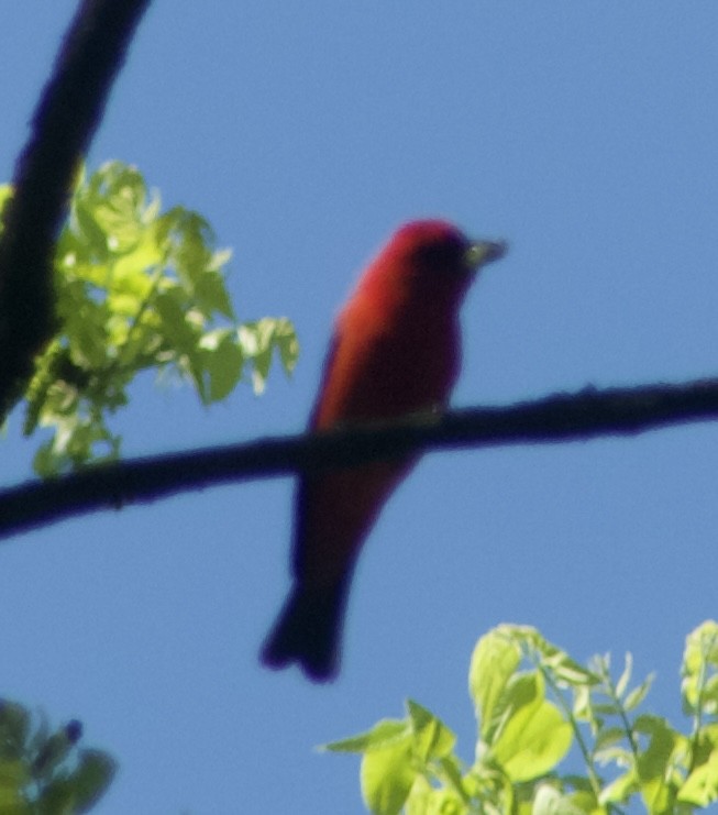Scarlet Tanager - ML619387956