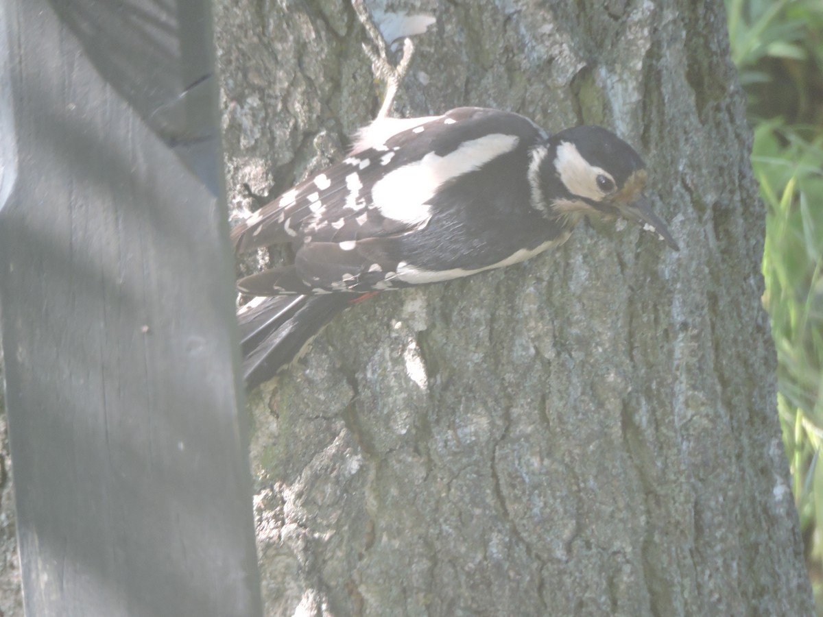 Great Spotted Woodpecker - ML619388003