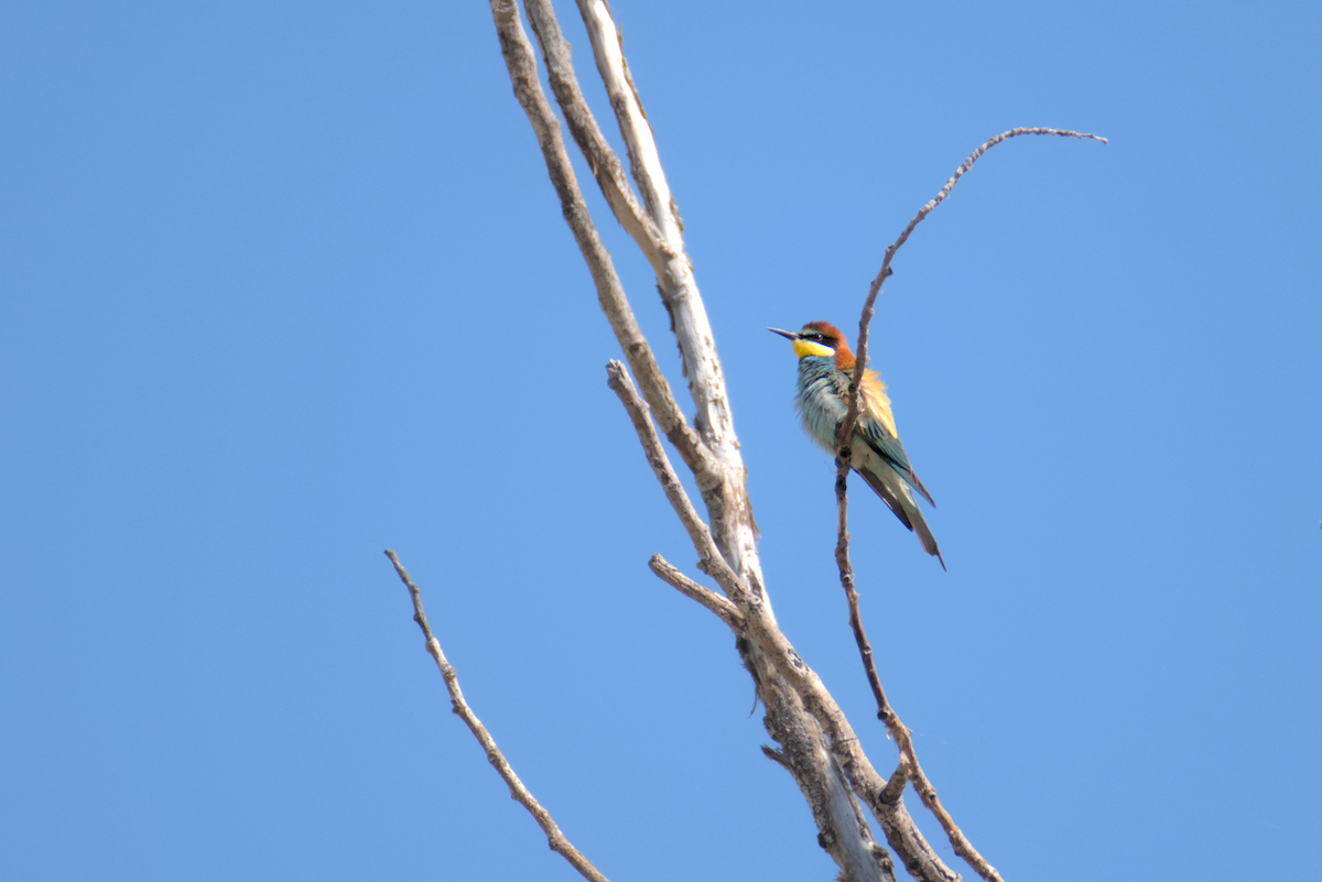 European Bee-eater - ML619388018