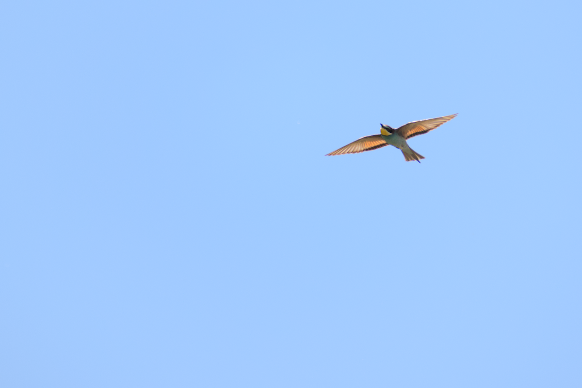 European Bee-eater - ML619388020