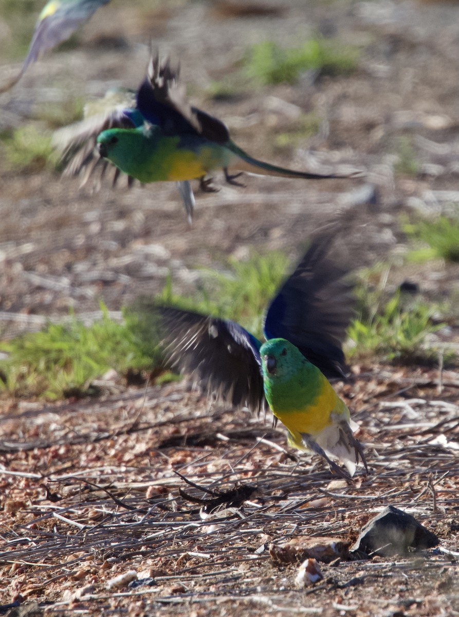 Red-rumped Parrot - ML619388032