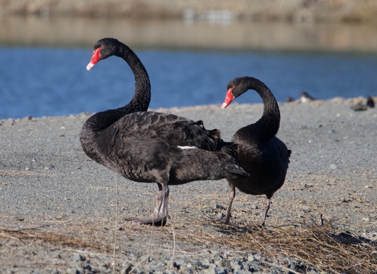 Black Swan - ML619388035