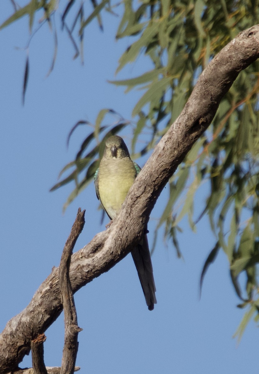Red-rumped Parrot - ML619388036