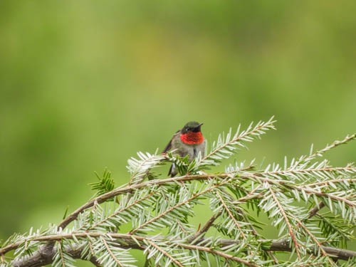Ruby-throated Hummingbird - ML619388136