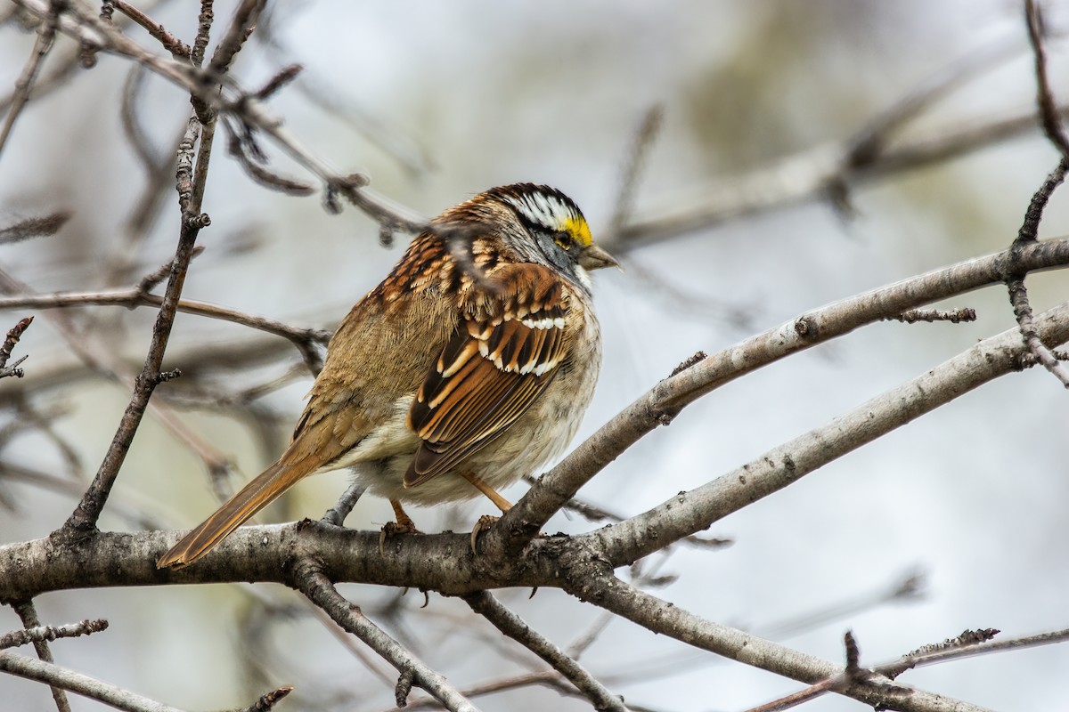 White-throated Sparrow - ML619388145
