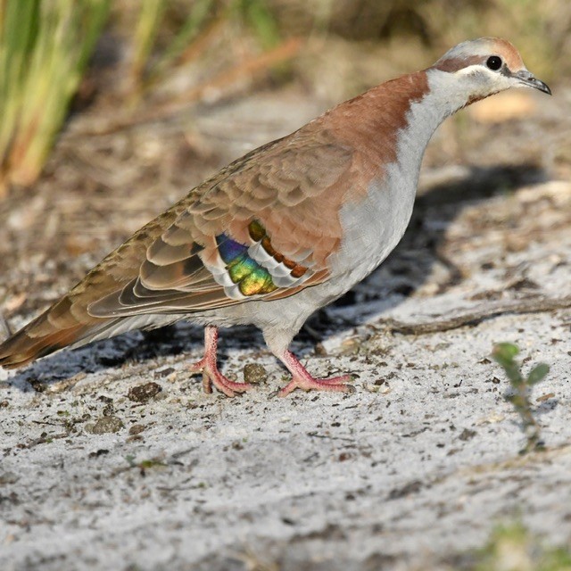 Brush Bronzewing - ML619388207