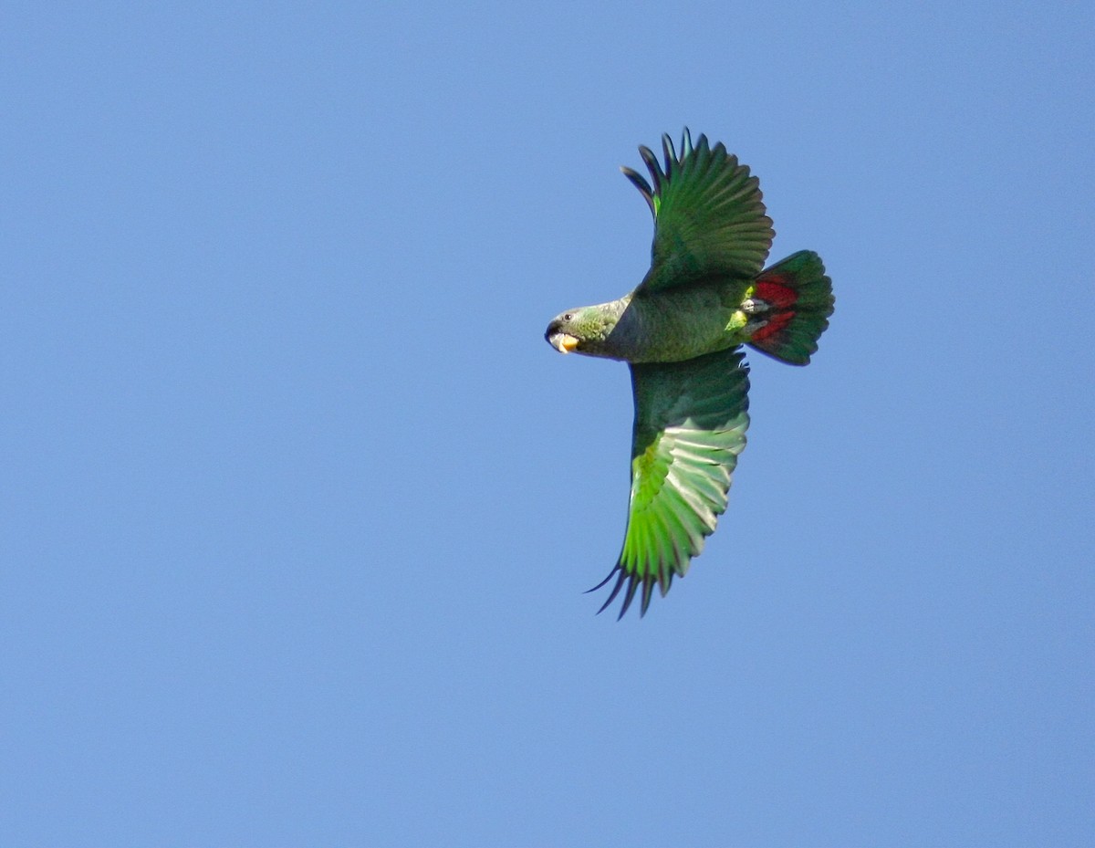 Папуга-червоногуз зеленощокий - ML619388209