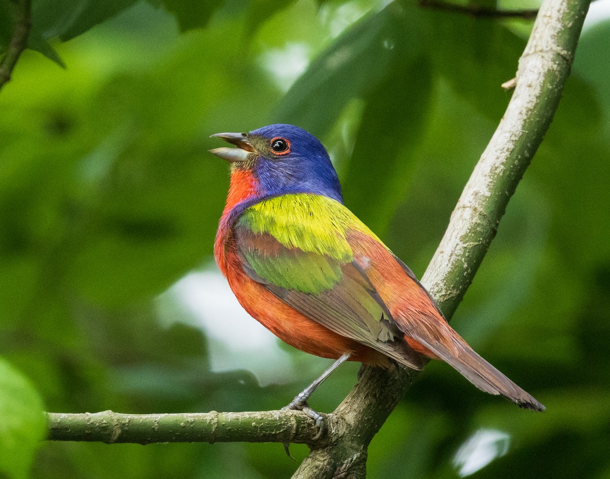 Painted Bunting - ML619388228