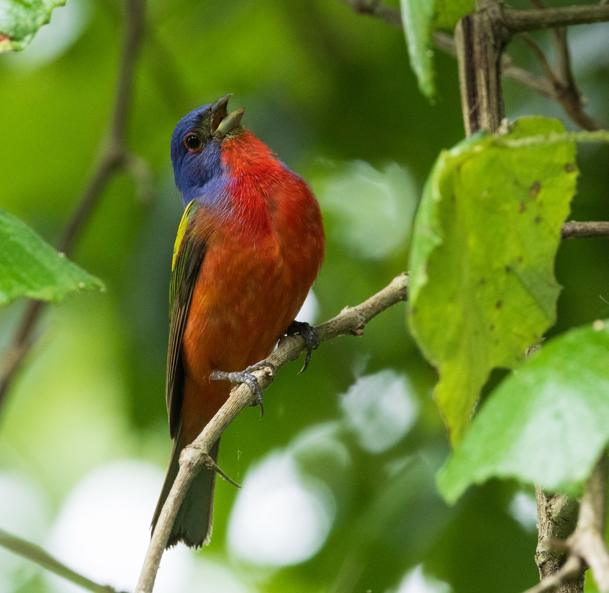 Painted Bunting - ML619388230