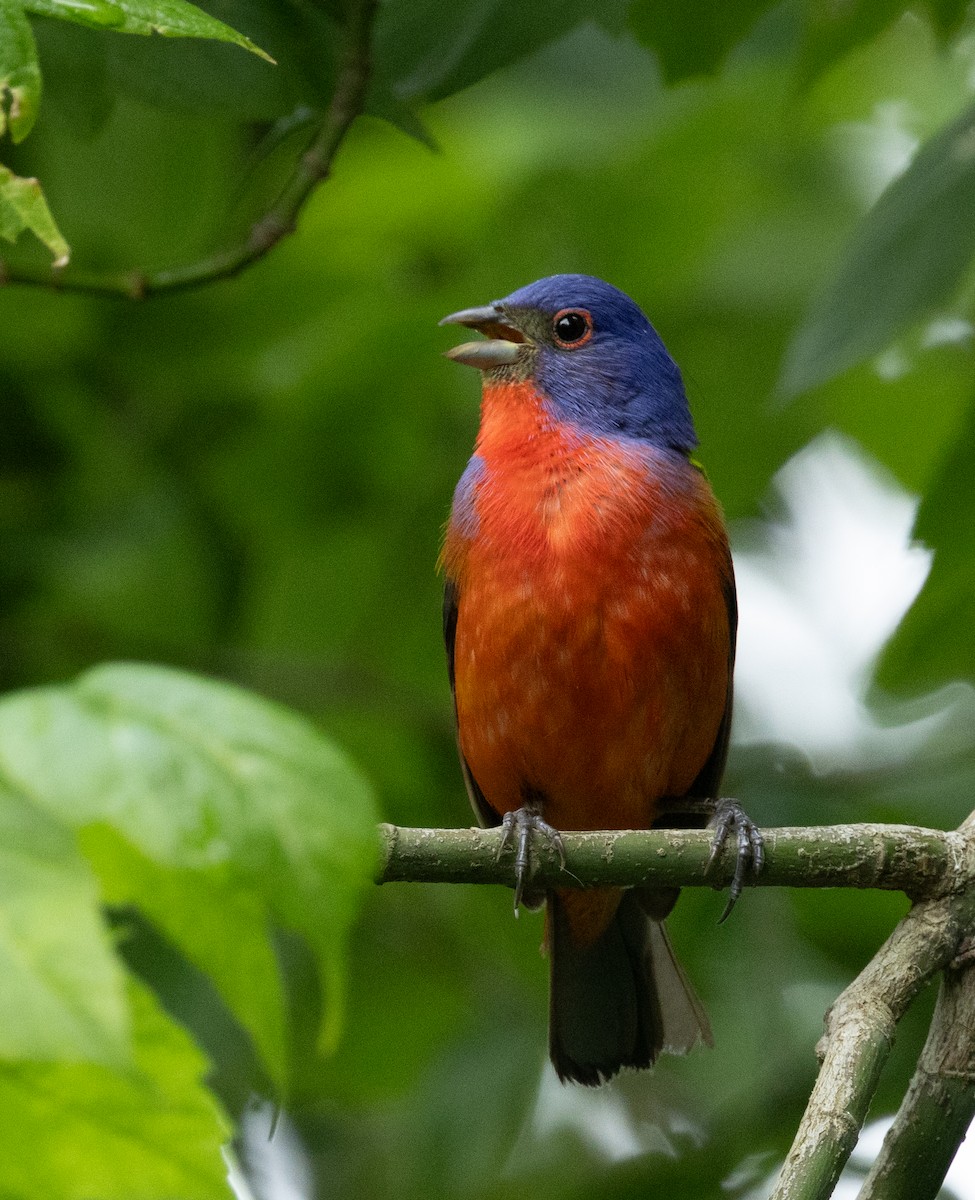 Painted Bunting - ML619388231