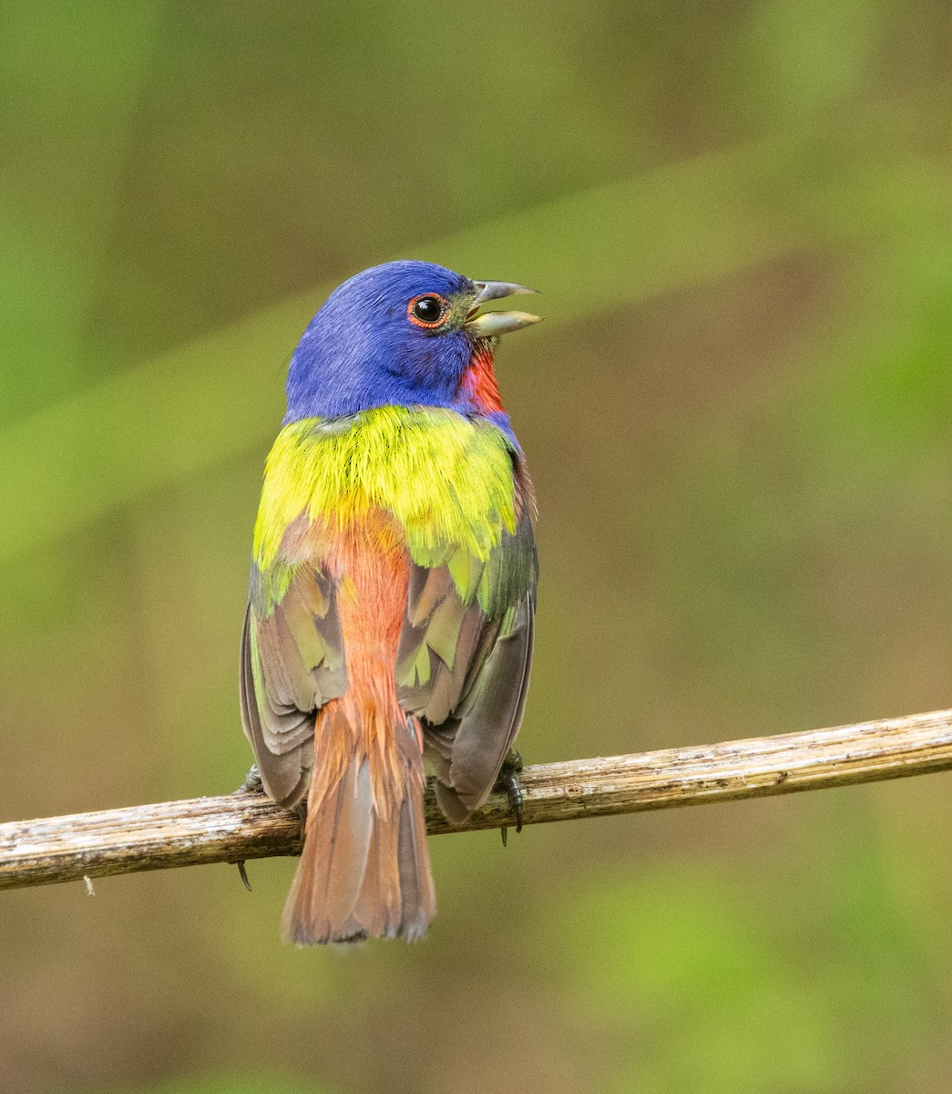 Painted Bunting - ML619388233
