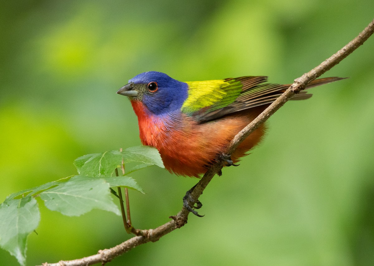 Painted Bunting - ML619388235