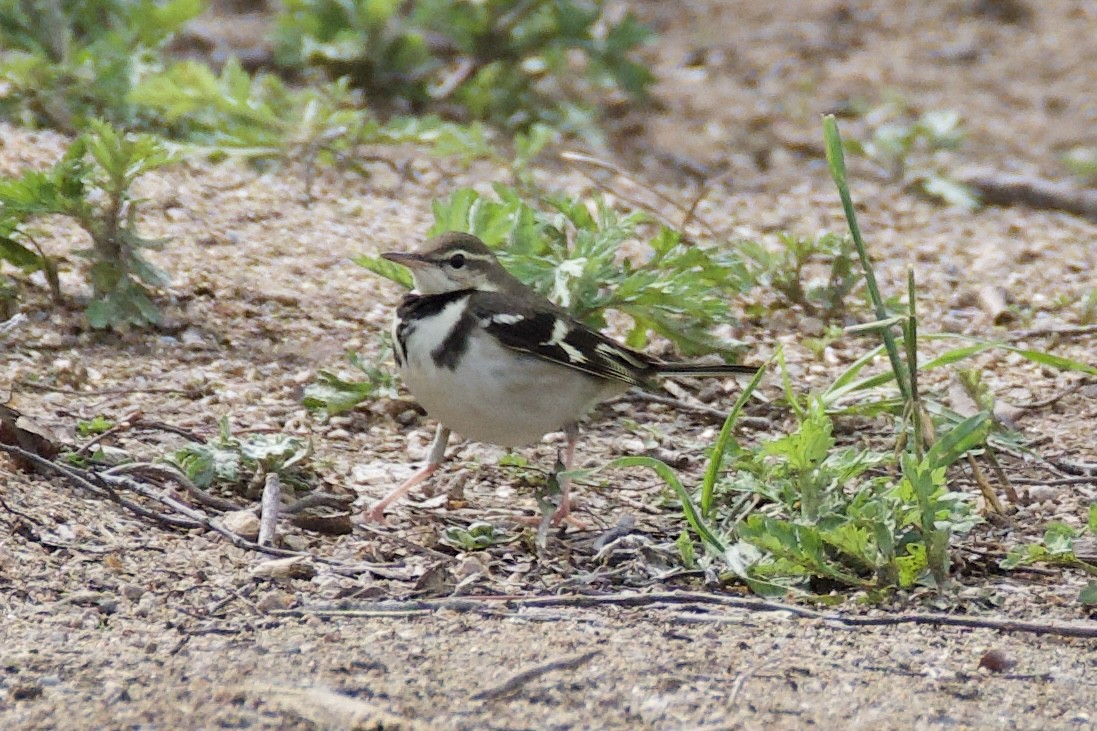Forest Wagtail - ML619388272