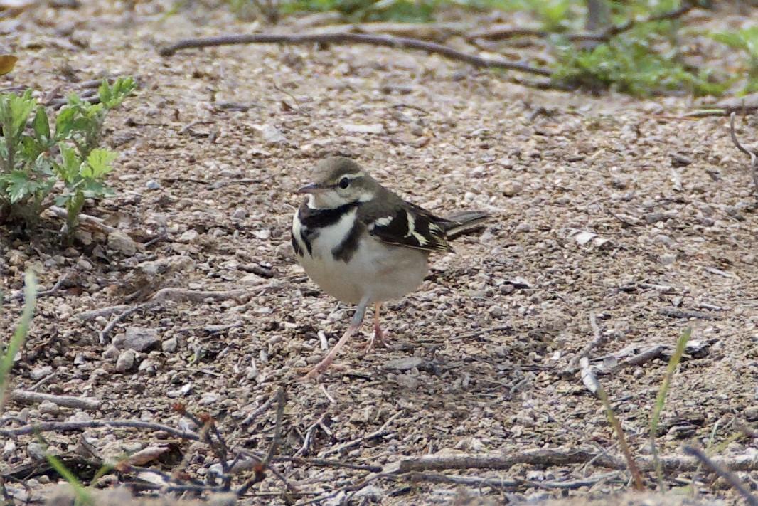 Forest Wagtail - ML619388277