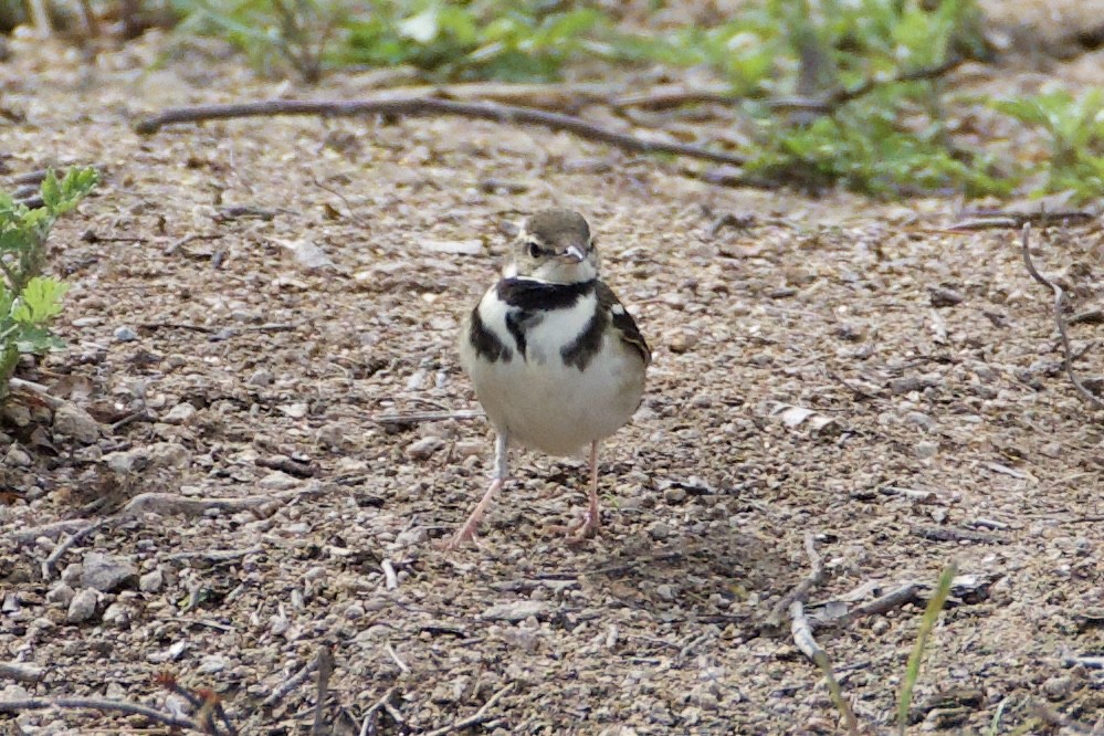 Forest Wagtail - ML619388278