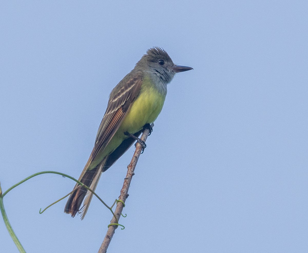 Great Crested Flycatcher - ML619388306