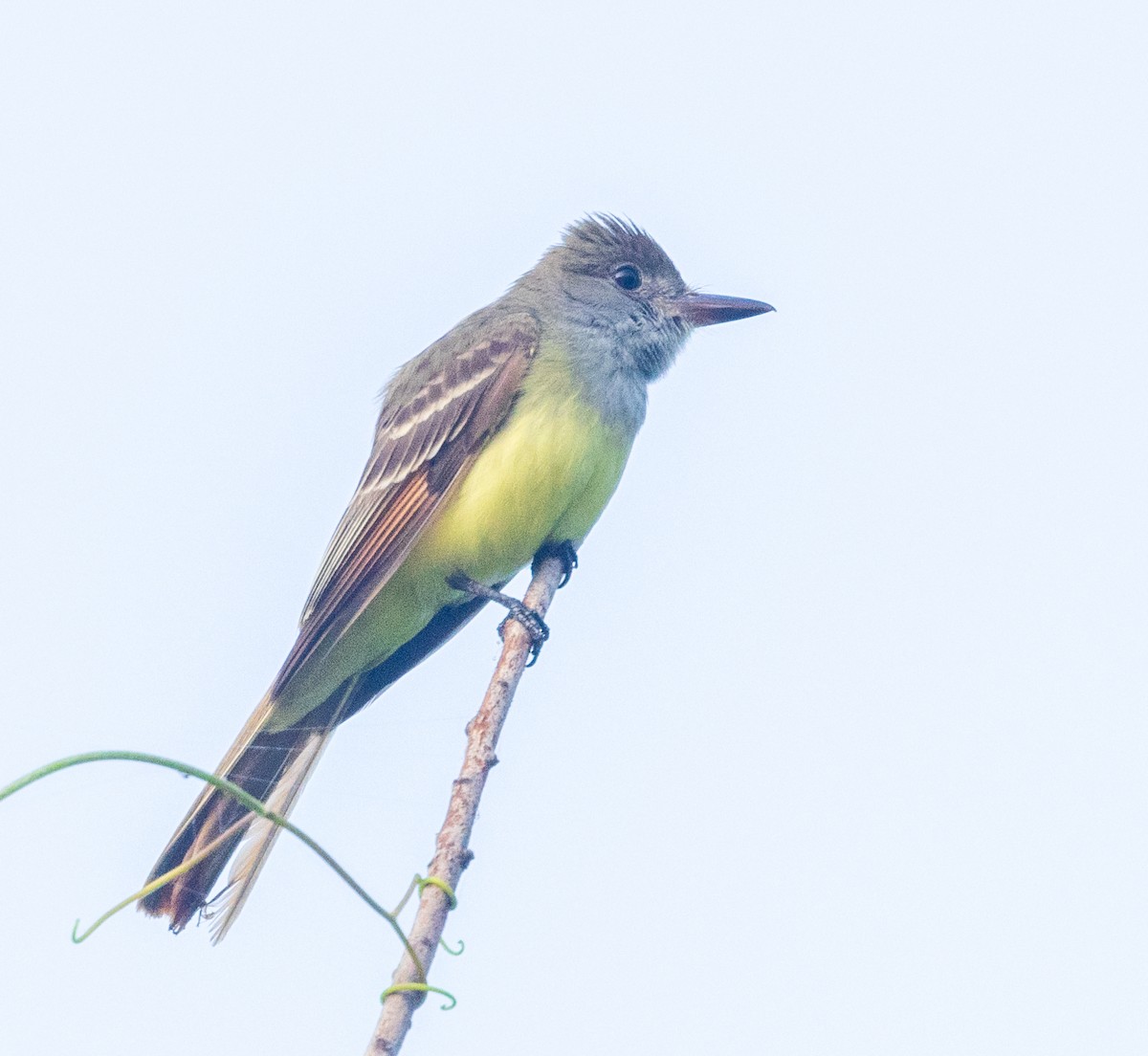 Great Crested Flycatcher - ML619388308