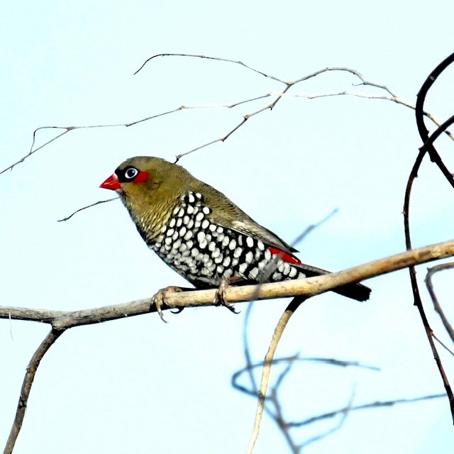Red-eared Firetail - ML619388312