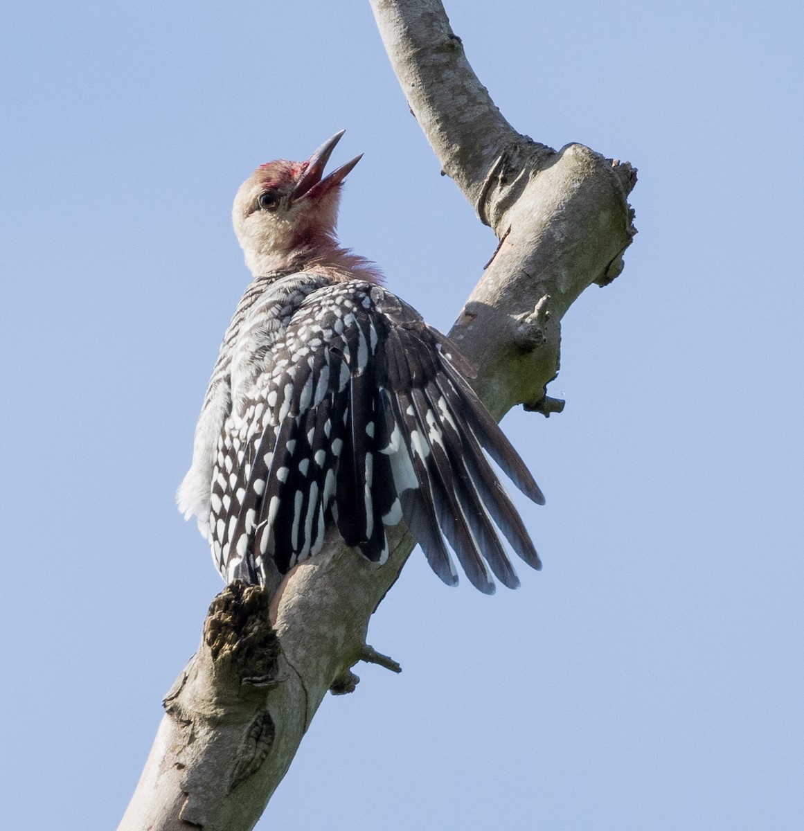 Red-bellied Woodpecker - ML619388315