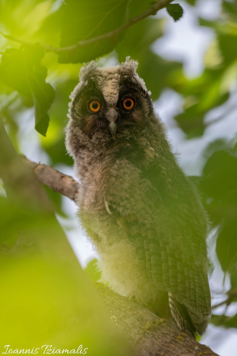 Long-eared Owl - ML619388330