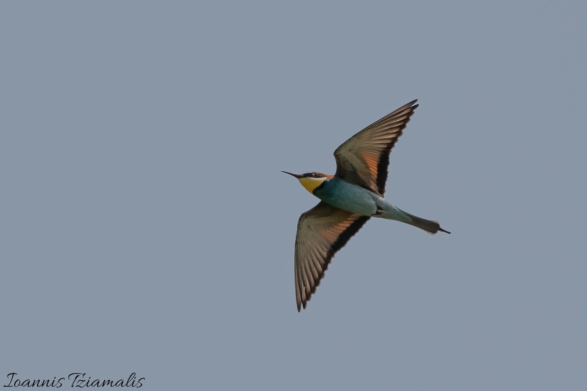 European Bee-eater - ML619388341