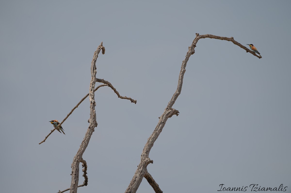 European Bee-eater - ML619388342