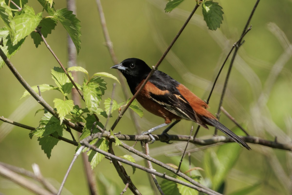 Orchard Oriole - ML619388344