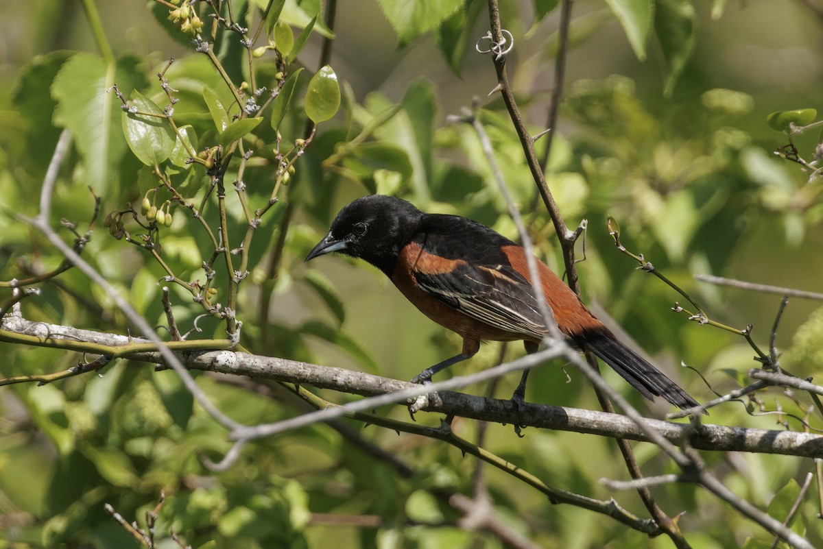 Orchard Oriole - ML619388346