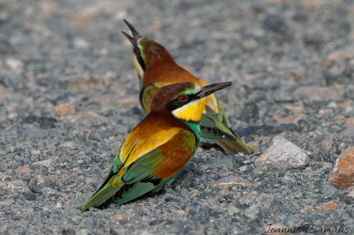European Bee-eater - ML619388386