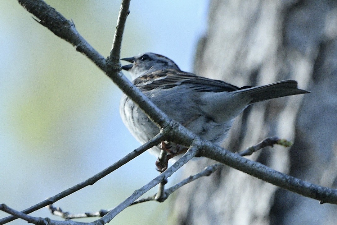 Chipping Sparrow - ML619388425