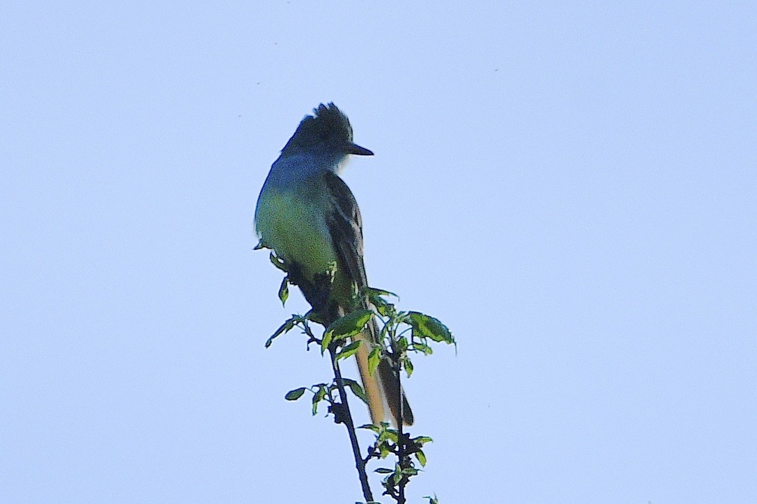 Great Crested Flycatcher - ML619388467