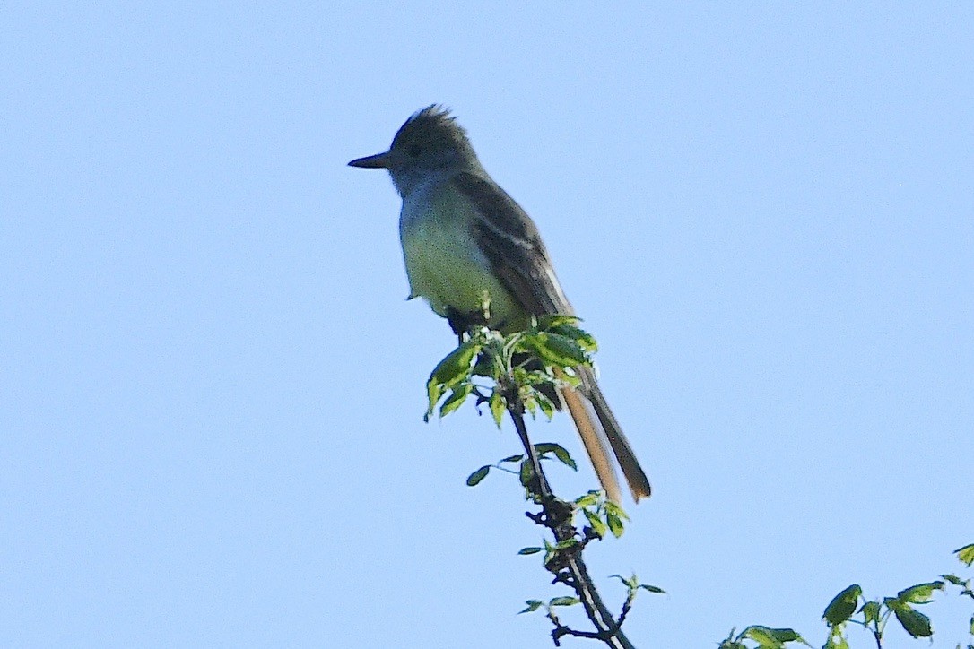 Great Crested Flycatcher - ML619388470