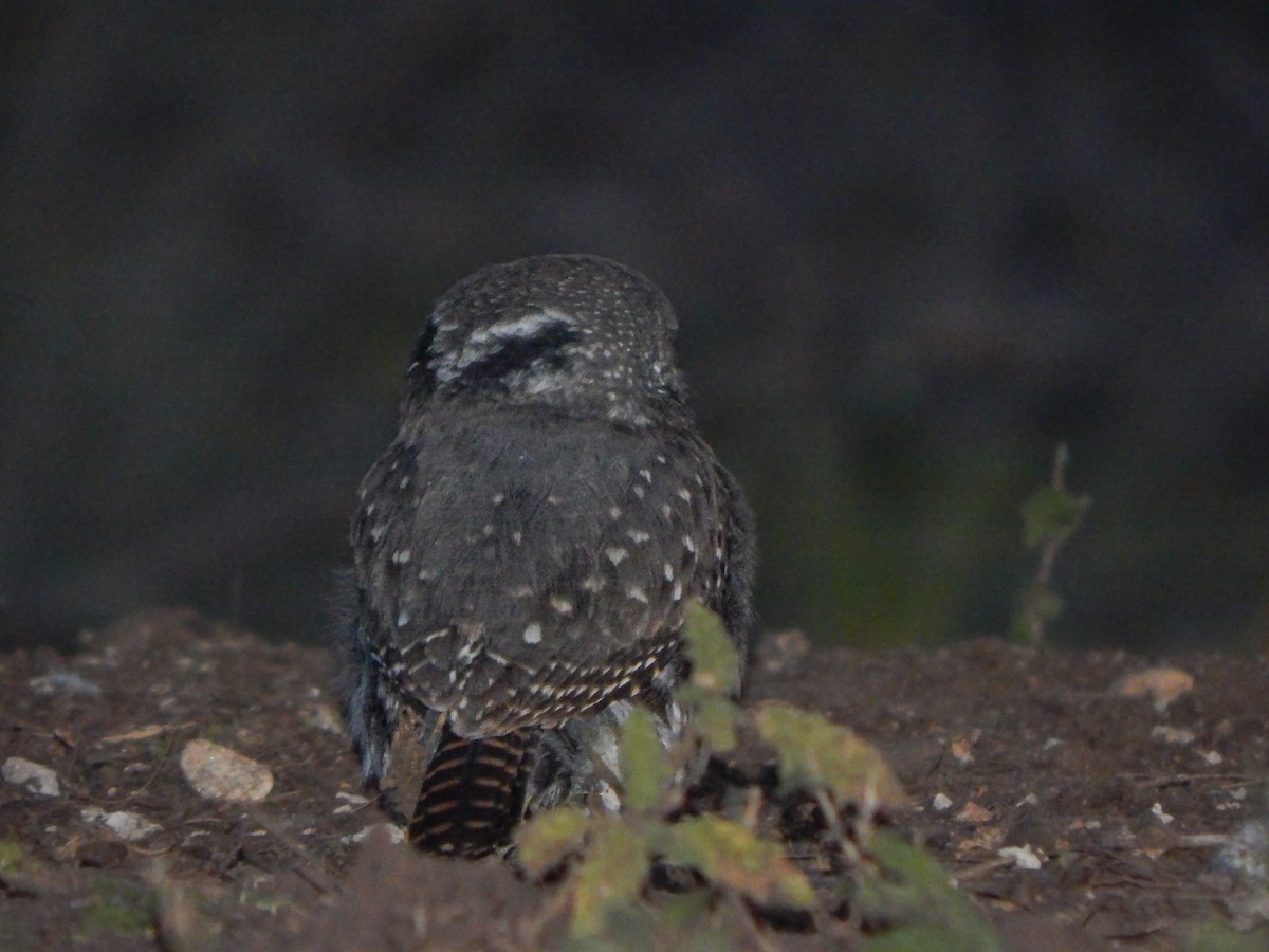 Ferruginous Pygmy-Owl - ML619388473