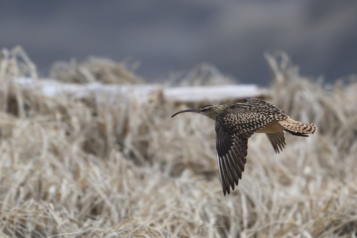 Bristle-thighed Curlew - ML619388474
