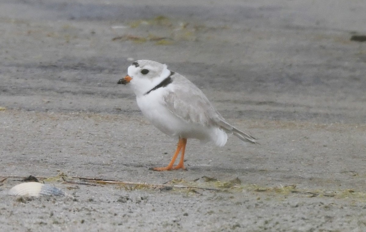 Piping Plover - ML619388484