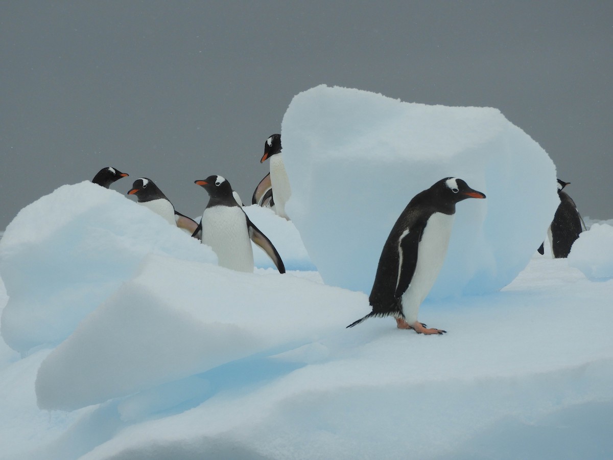tučňák oslí - ML619388499