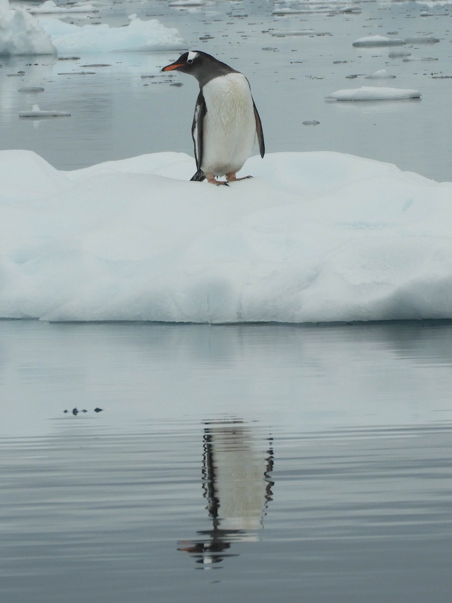 tučňák oslí - ML619388502