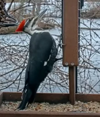 Pileated Woodpecker - ML619388520