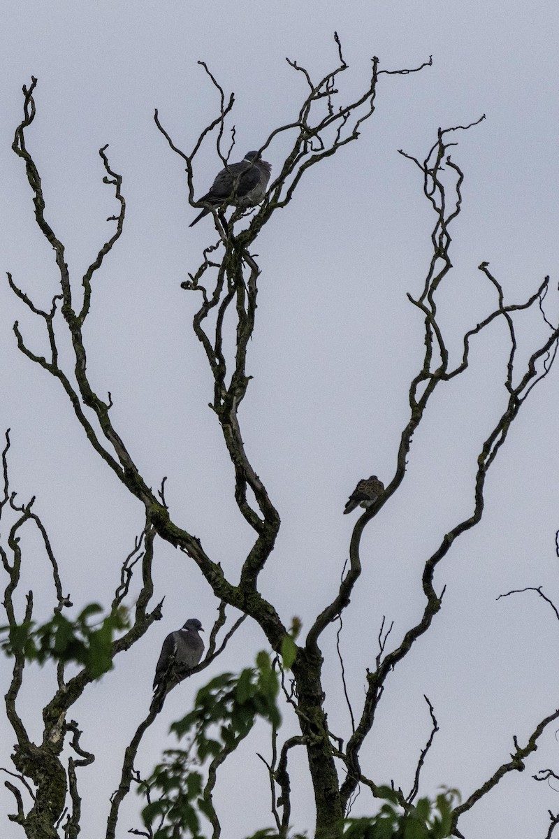 Common Wood-Pigeon - ML619388550
