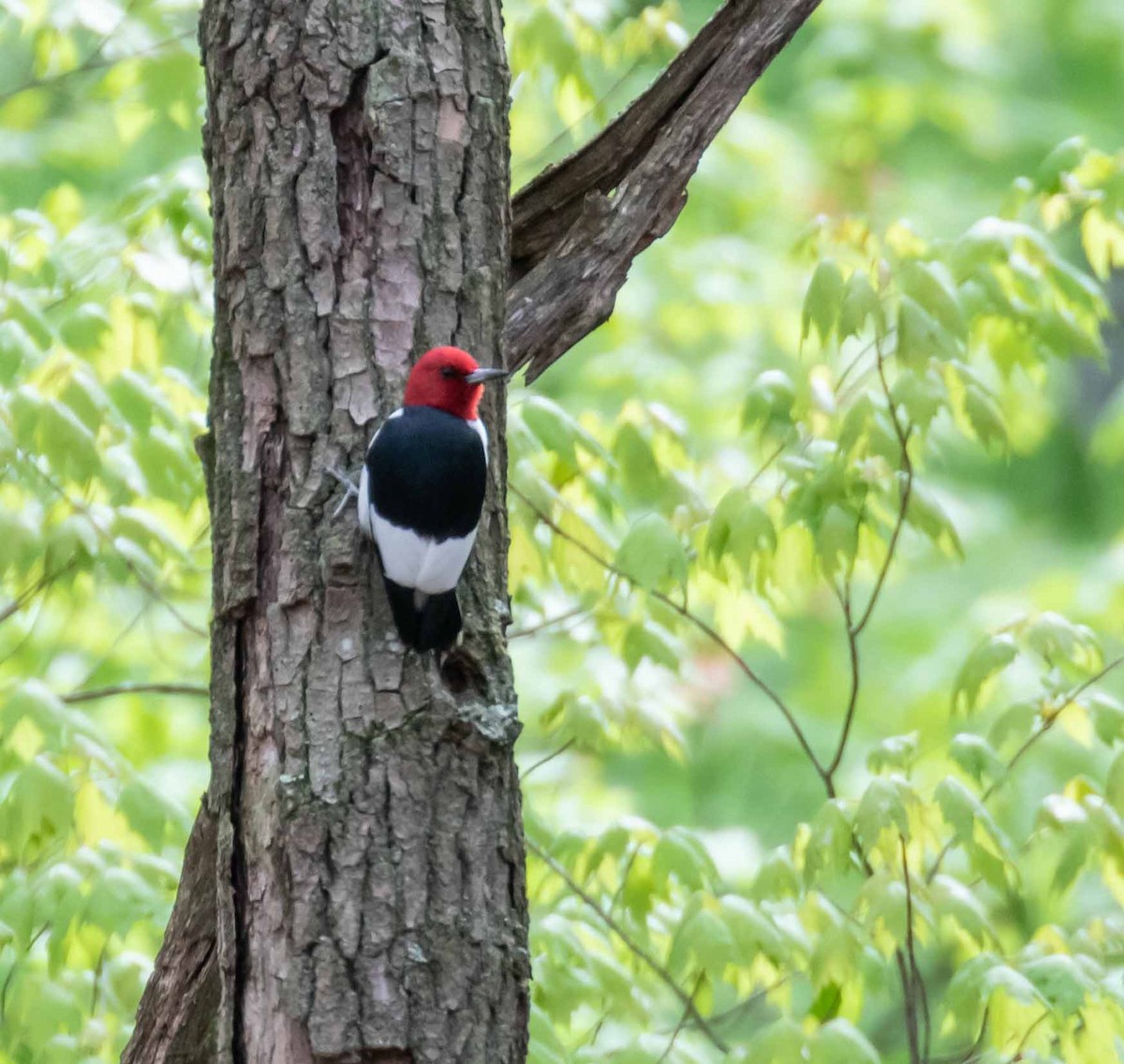 Red-headed Woodpecker - ML619388552