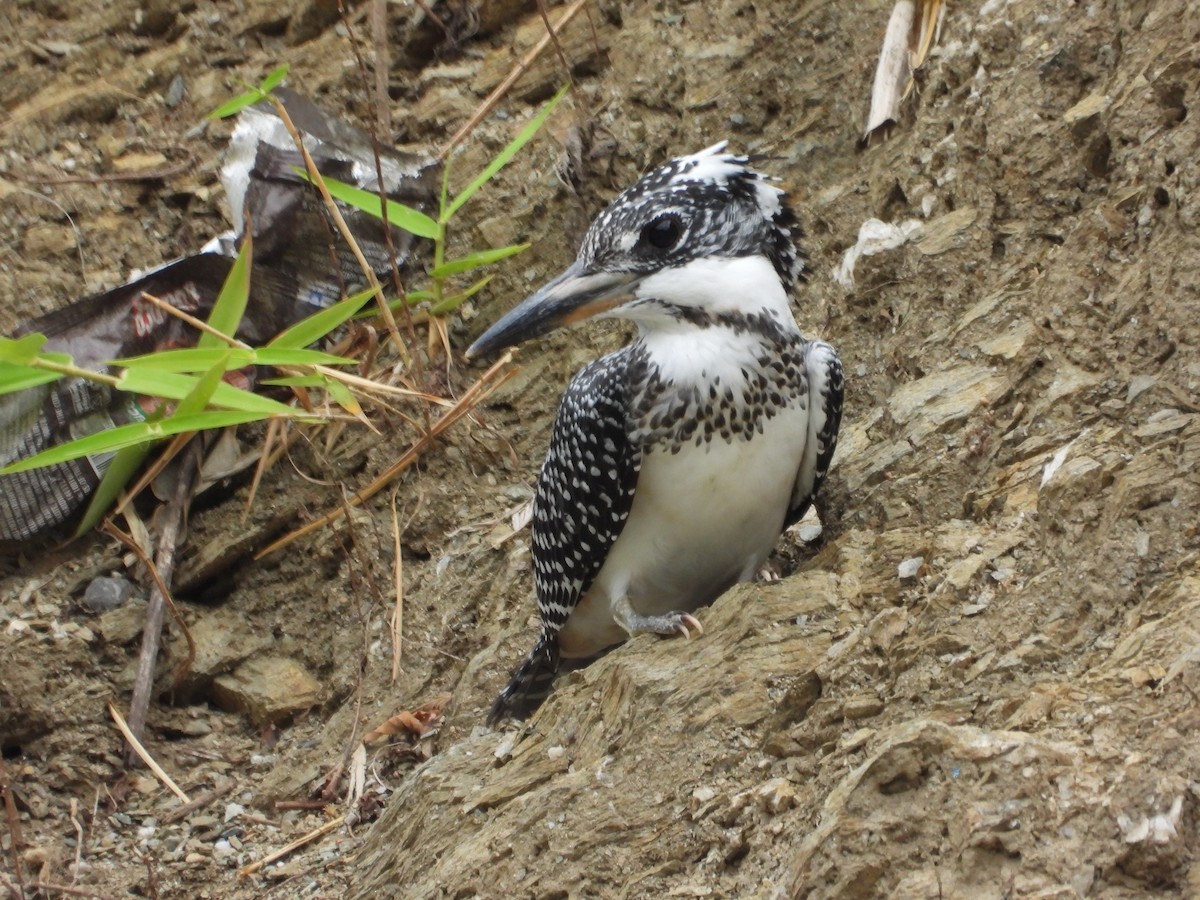 Crested Kingfisher - ML619388675