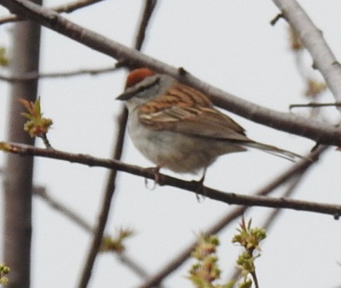 Chipping Sparrow - ML619388690