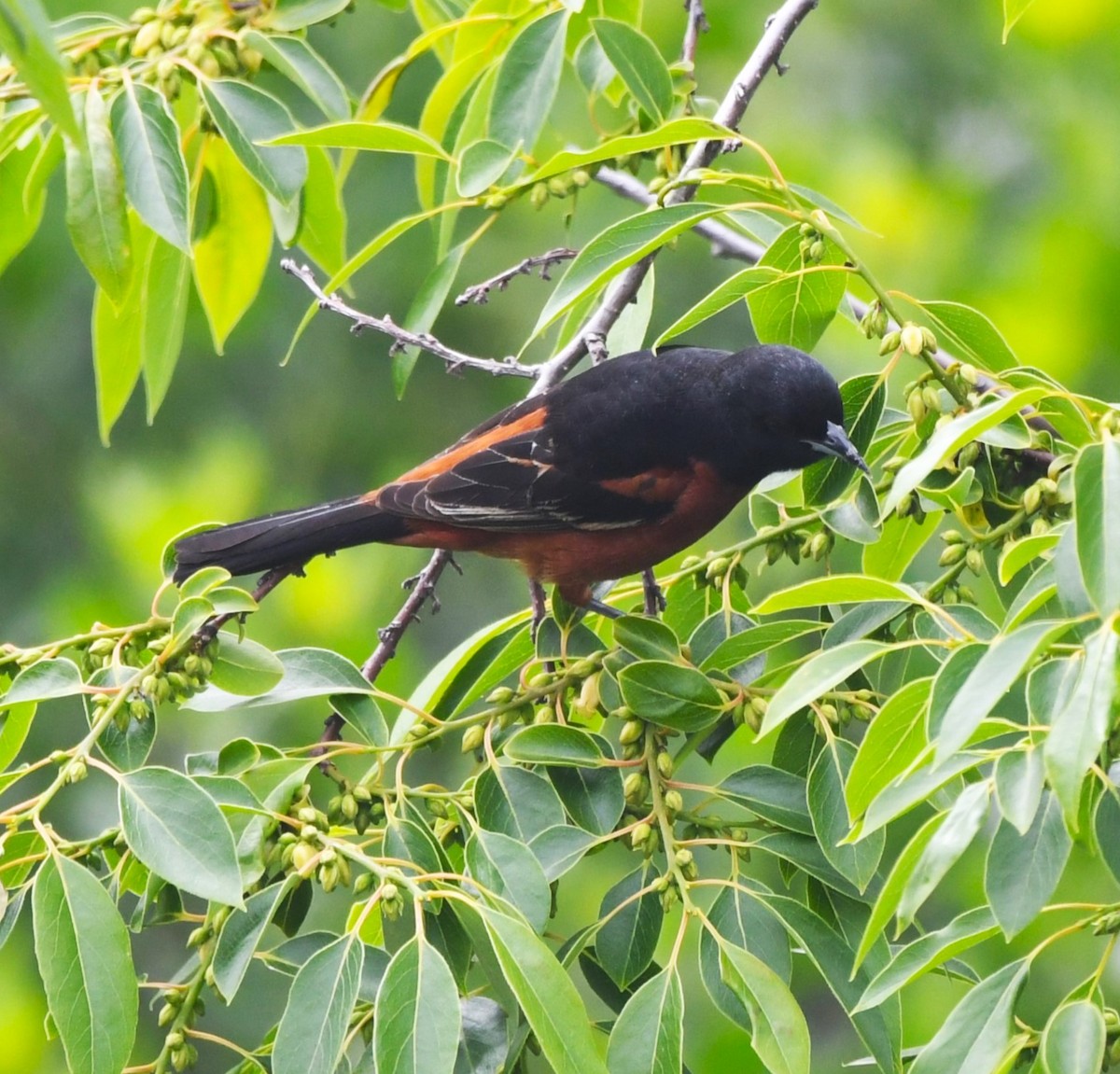 Orchard Oriole - ML619388698