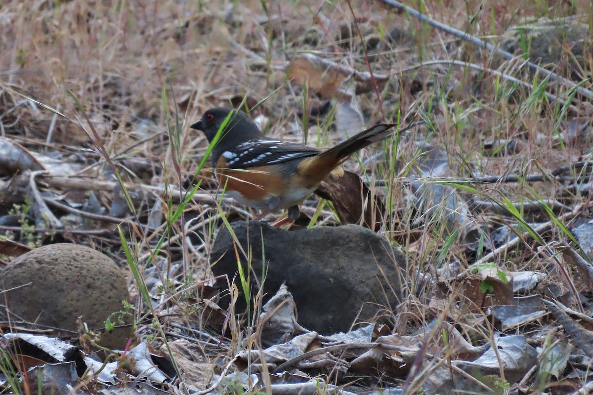 Spotted Towhee - ML619388699