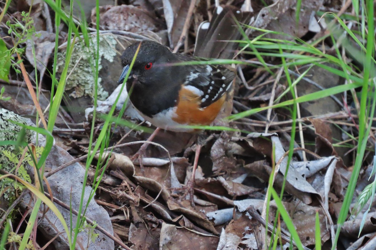 Spotted Towhee - ML619388700