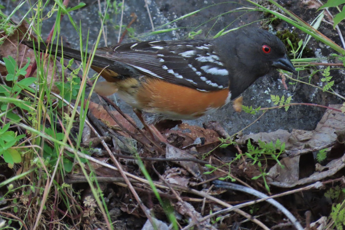 Spotted Towhee - ML619388701