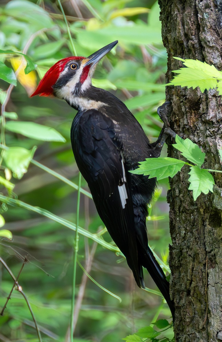 Pileated Woodpecker - ML619388798